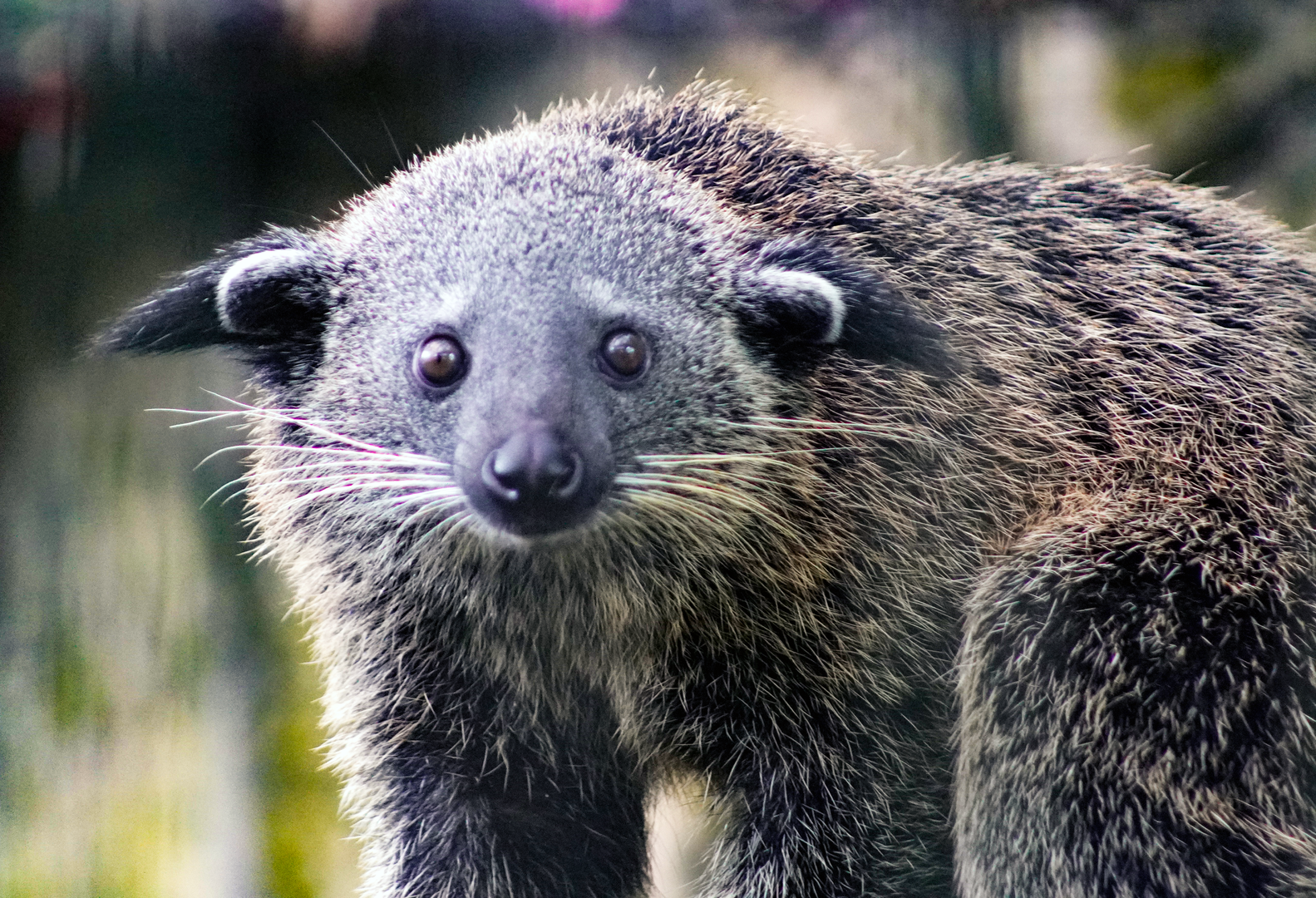 Oct. 2022 - Asian Gardens - Juvenile Bearcat