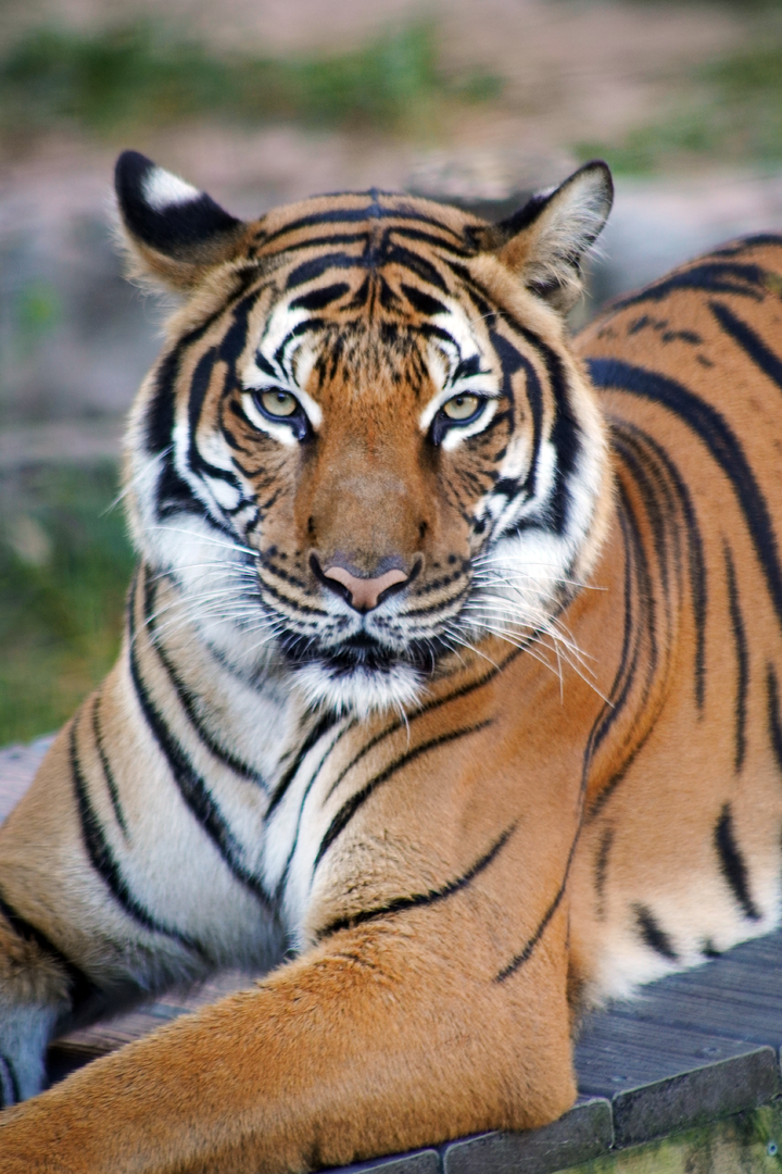 Oct. 2022 - Asian Gardens - Malayan Tiger