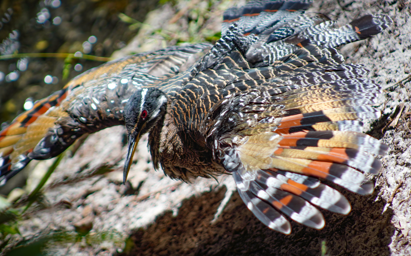 Oct. 2022 - Aviary - Sunbittern