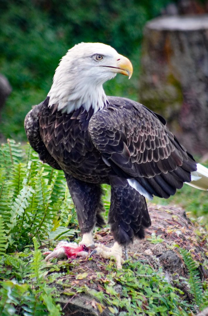 Oct. 2022 - Florida - Bald Eagle