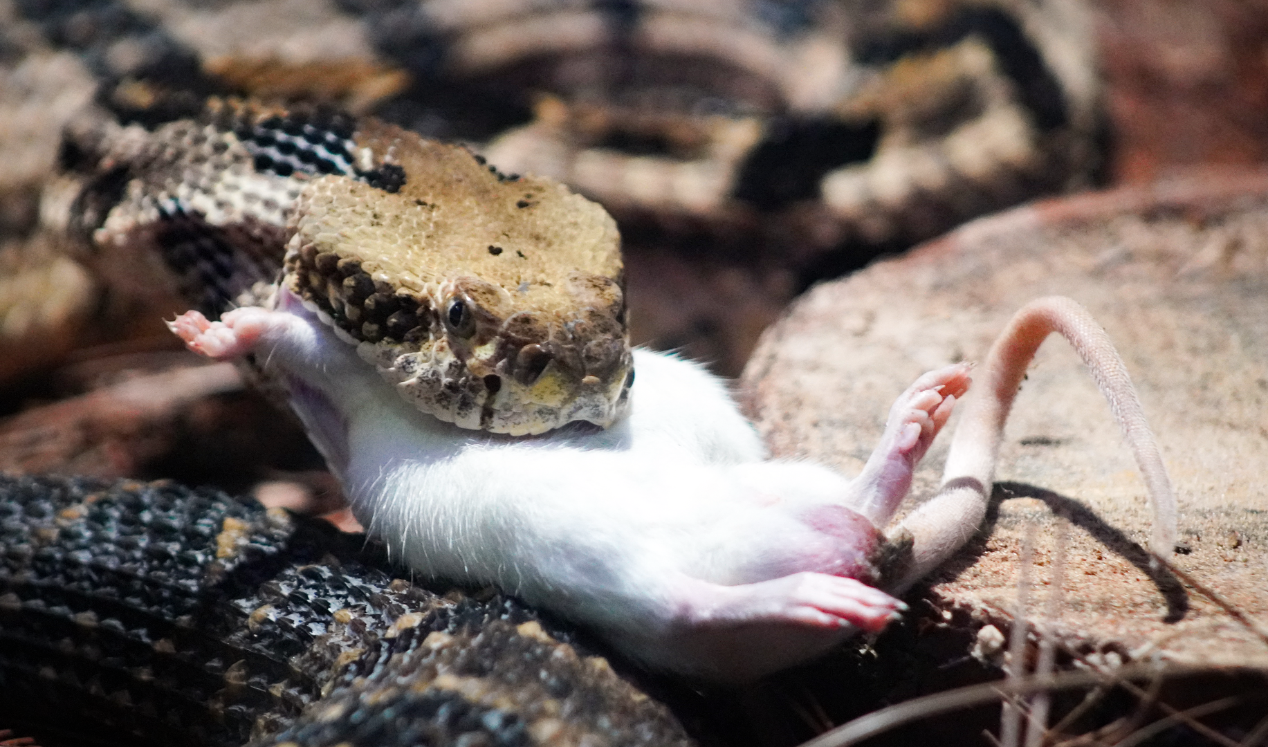 Oct. 2022 - Florida - Timber Rattlesnake