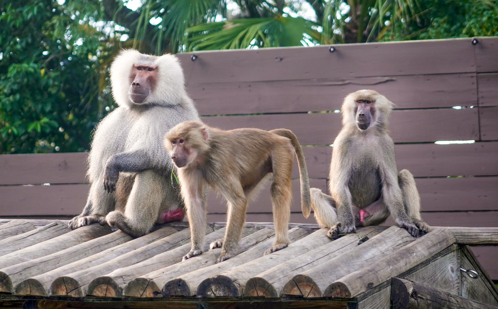 Oct. 2022 - Primate World - Hamadryas Baboons