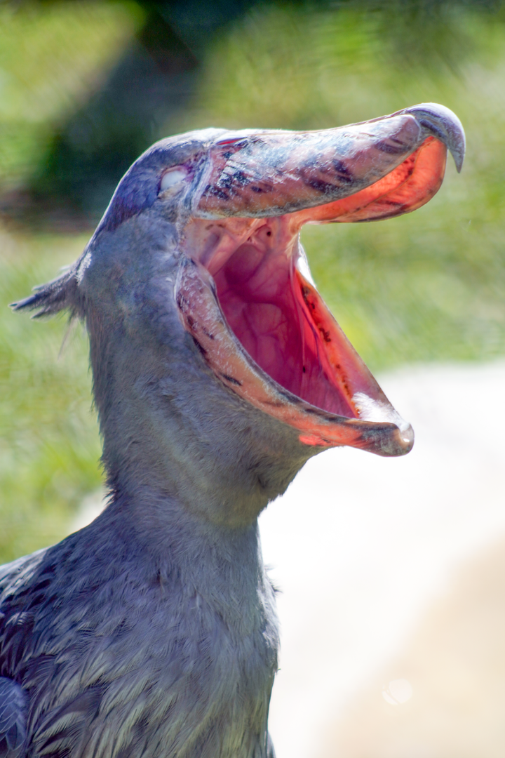 Oct. 2022 - Safari Africa - Shoebill