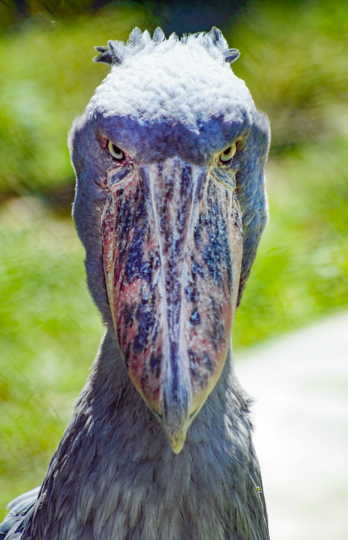 Oct. 2022 - Safari Africa - Shoebill