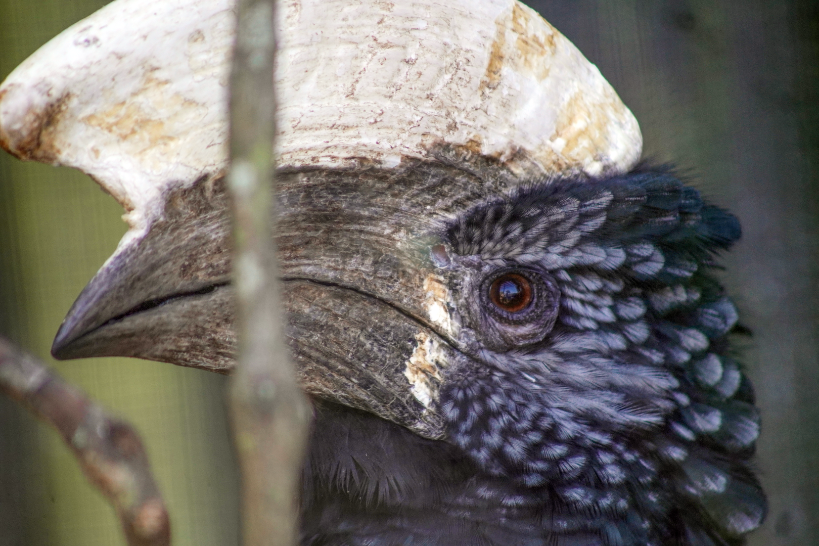 Oct. 2022 - Safari Africa - Silvery-cheeked Hornbill