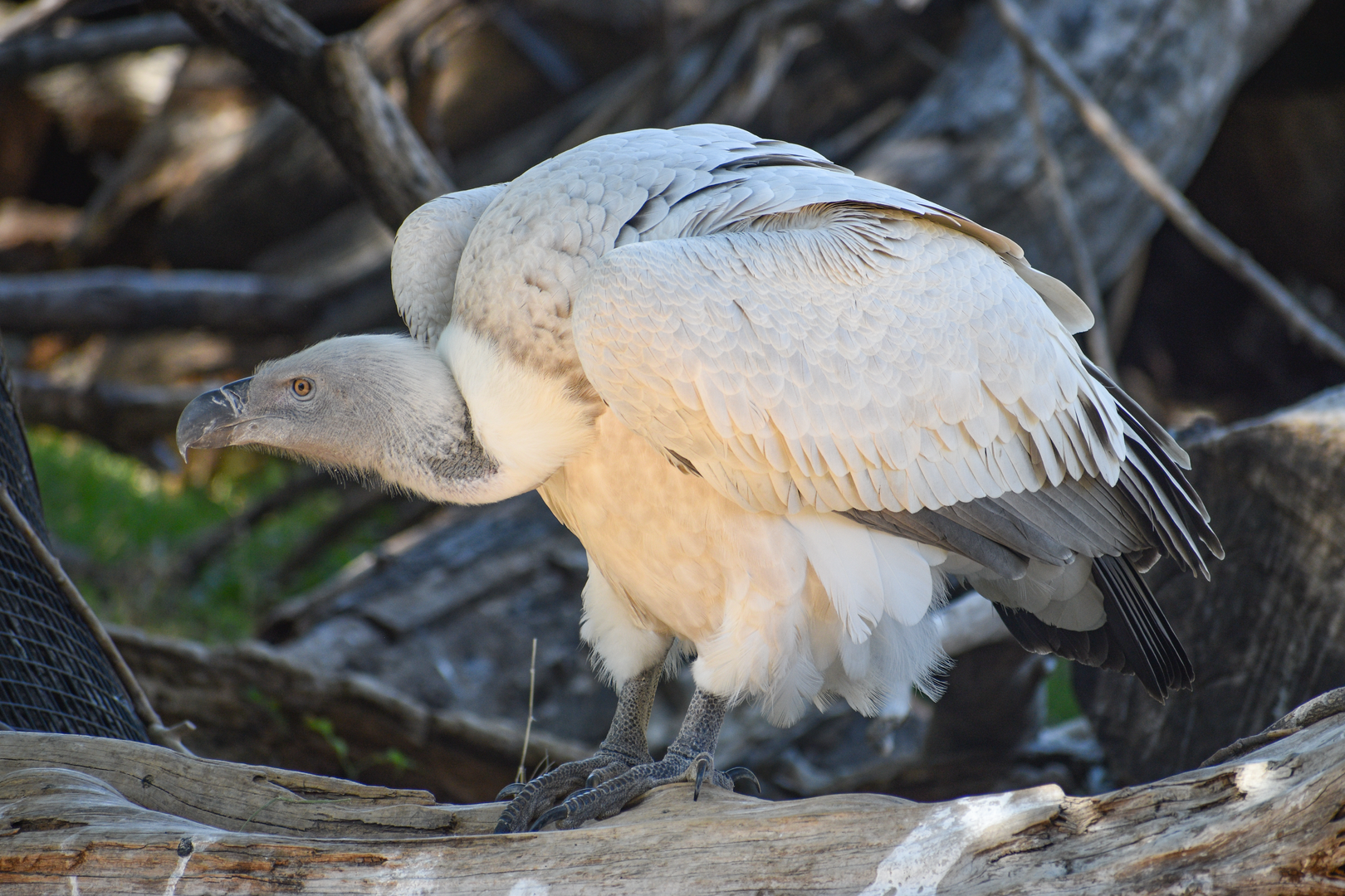 Oct. 2023 - African Savanna - Cape Vulture