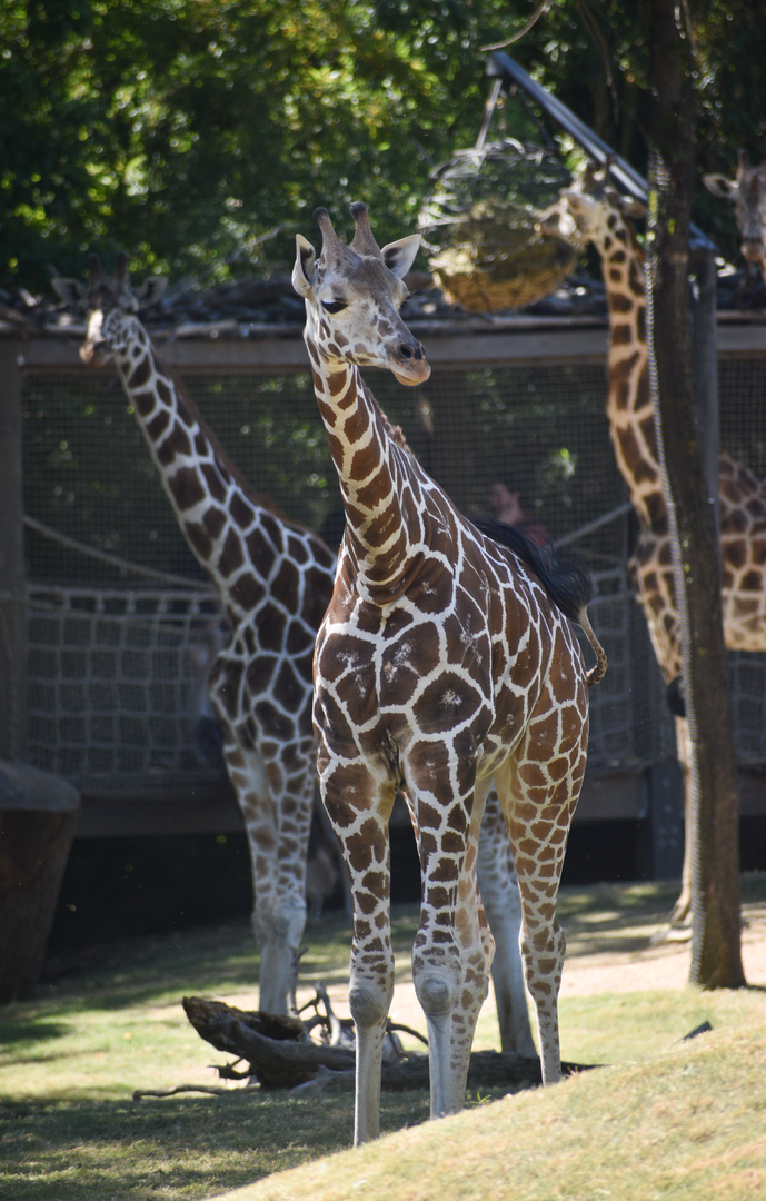 Oct. 2023 - African Savanna - Giraffes