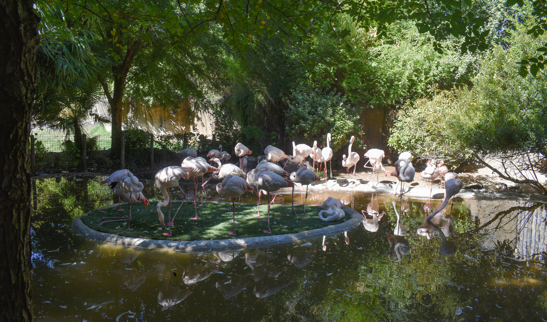 Oct. 2023 - African Savanna - Greater & Lesser Flamingo Exhibit