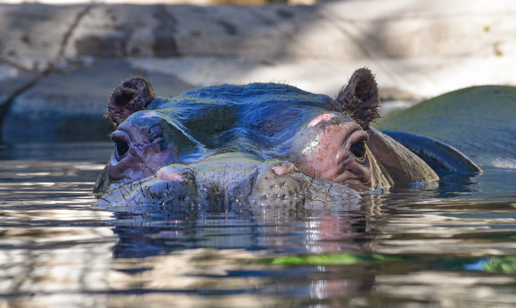 Oct. 2023 - African Savanna - Hippo