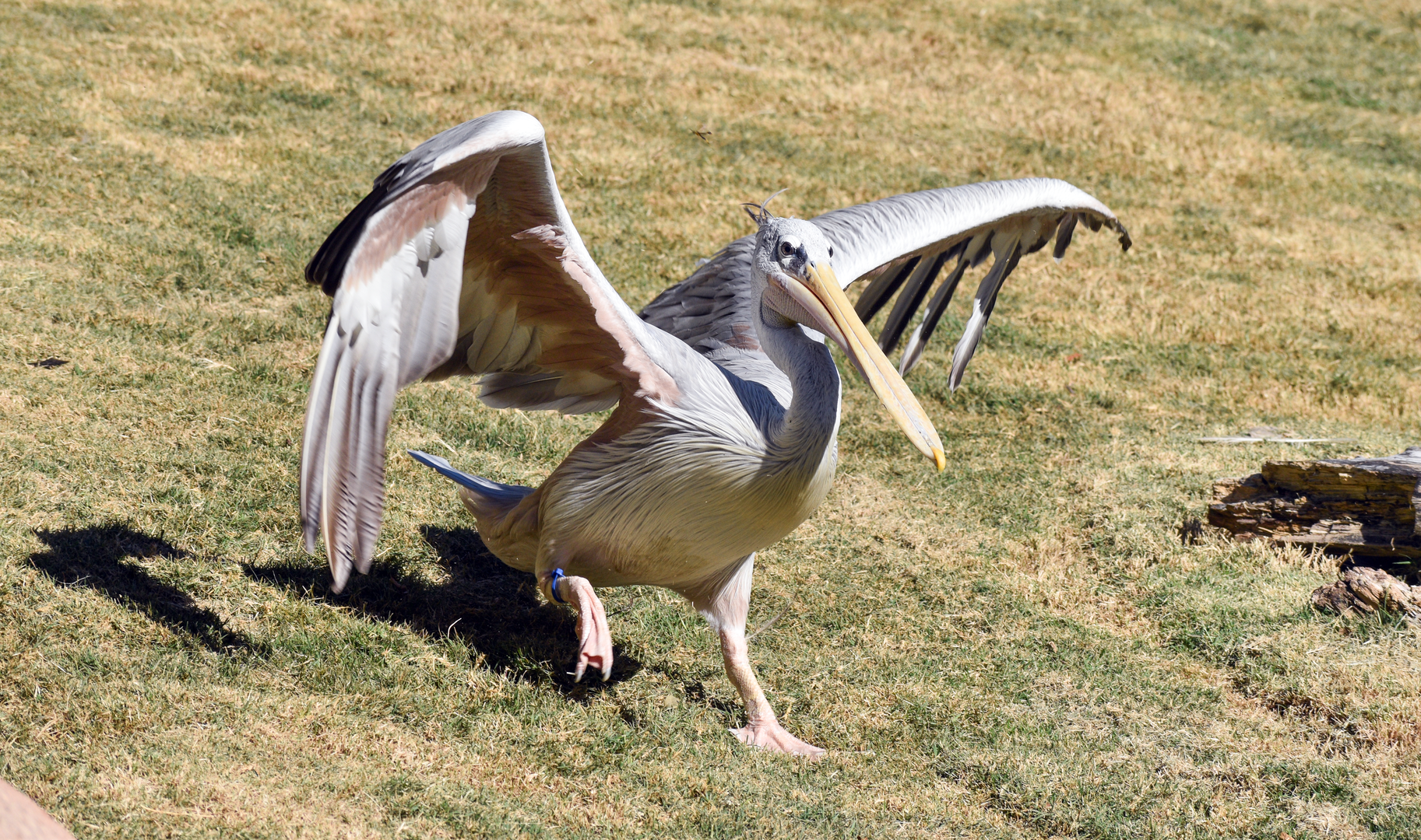 Oct. 2023 - African Savanna - Pink-backed Pelican