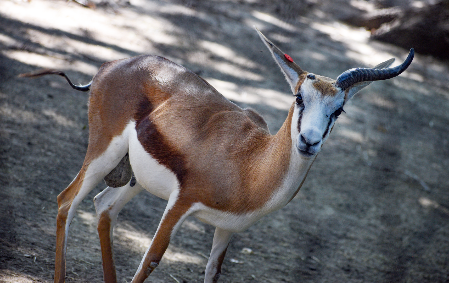 Oct. 2023 - African Savanna - Springbok