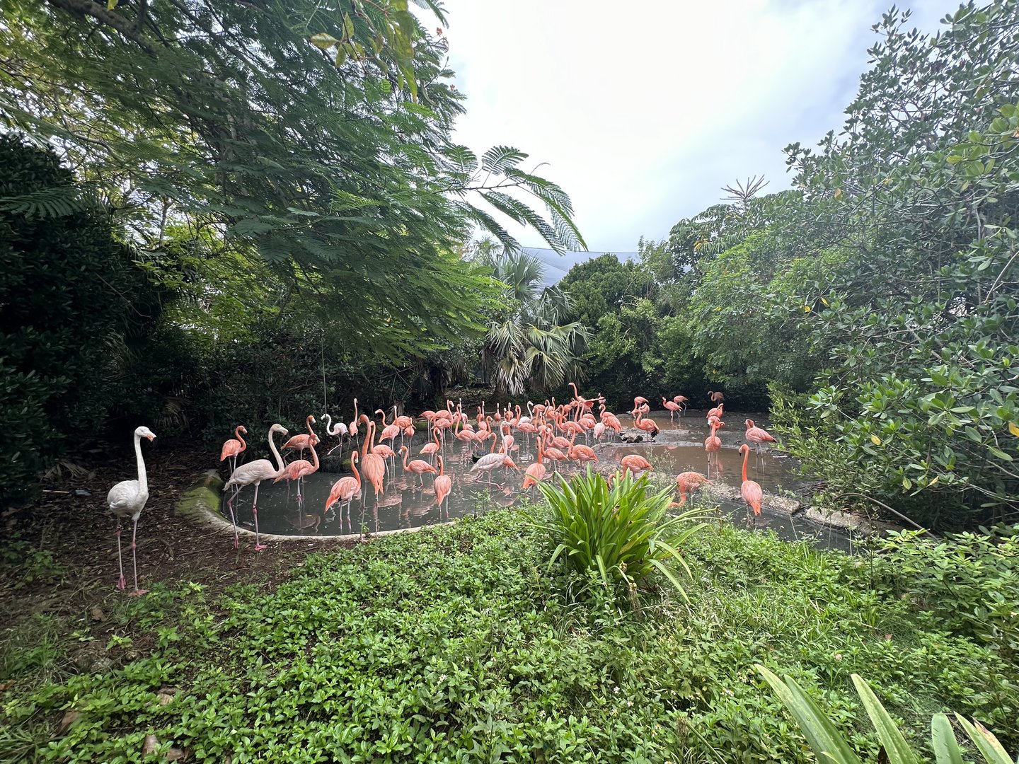 Oct. 2023 - American Flamingo Enclosure