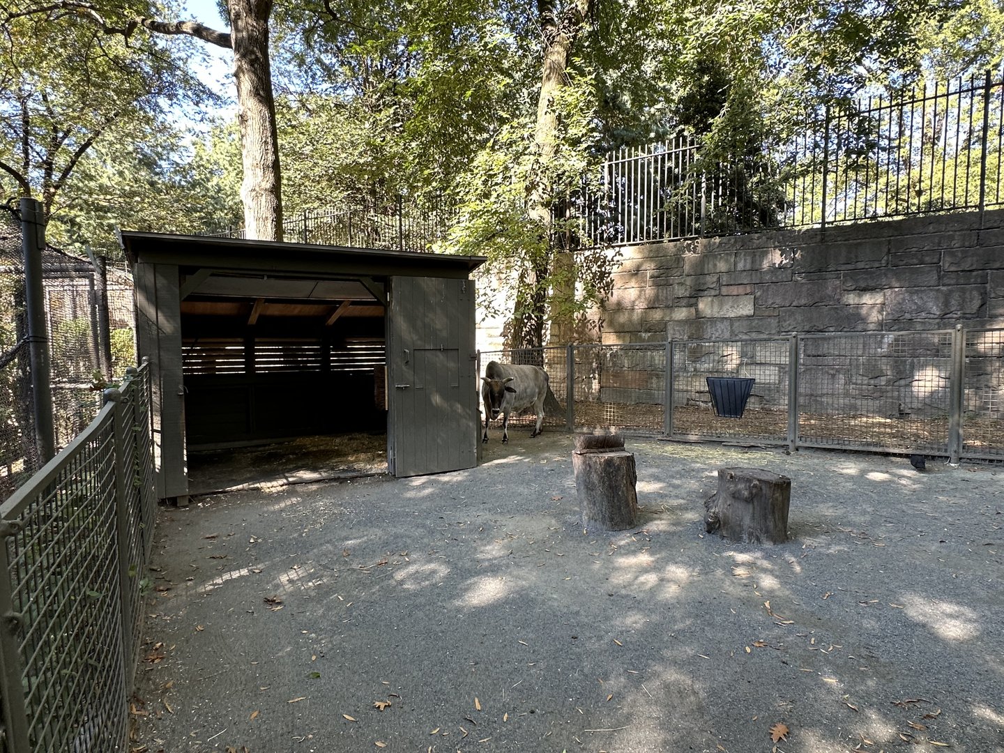 Oct. 2023 - Children’s Zoo - Domestic Zebu Enclosure