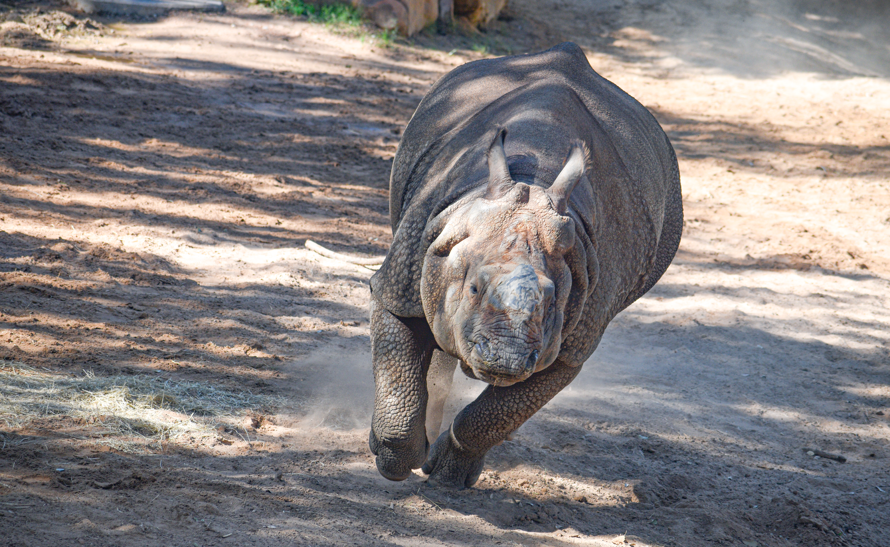 Oct. 2023 - Elephant Springs - Indian Rhino Going Full Speed