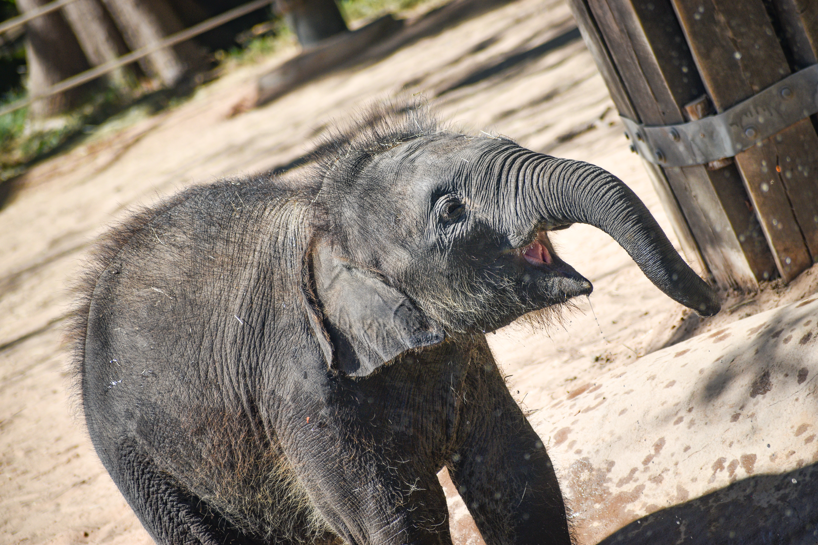 Oct. 2023 - Elephant Springs - Travis