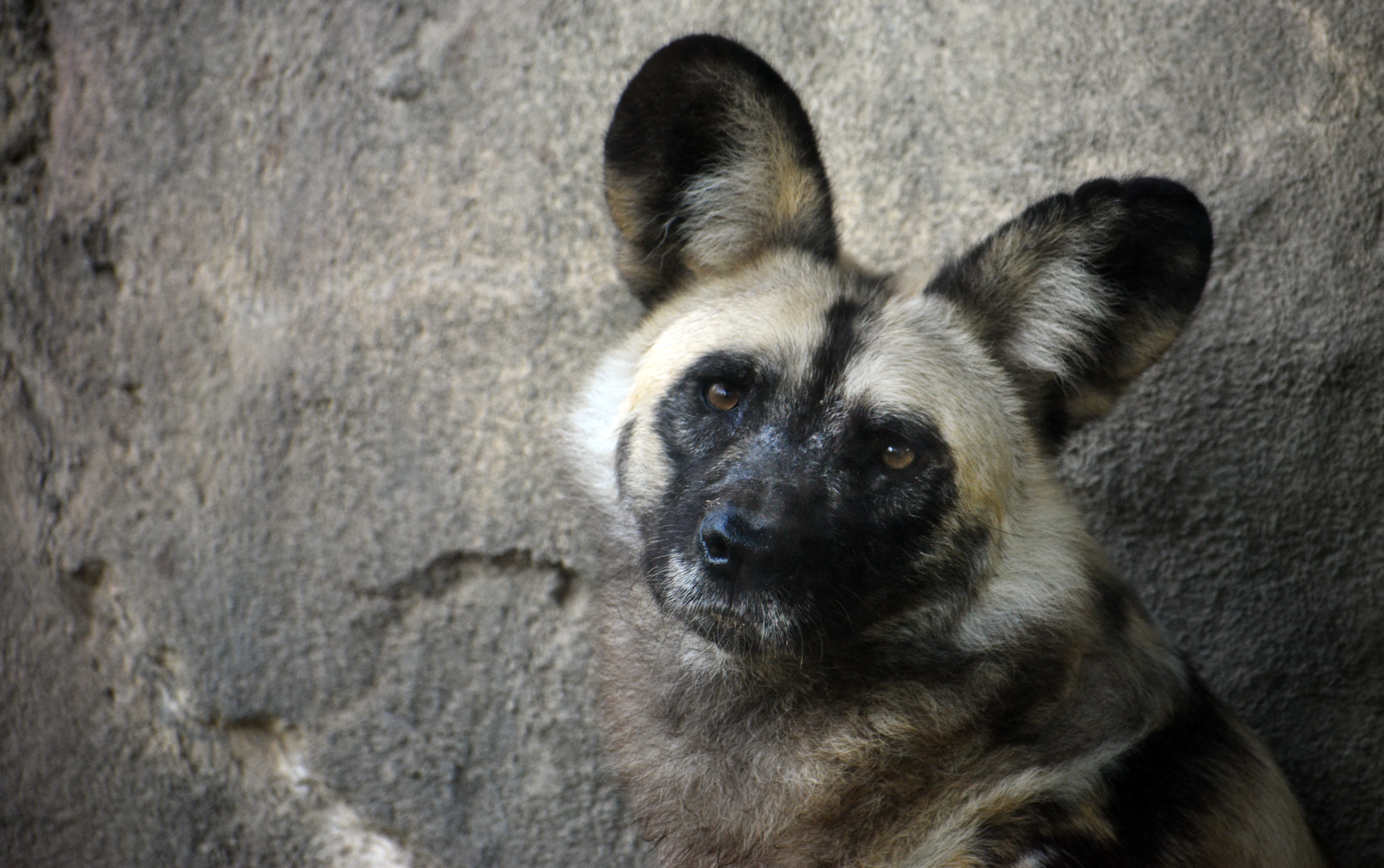 Oct. 2023 - Giants of the Savanna - African Painted Dog