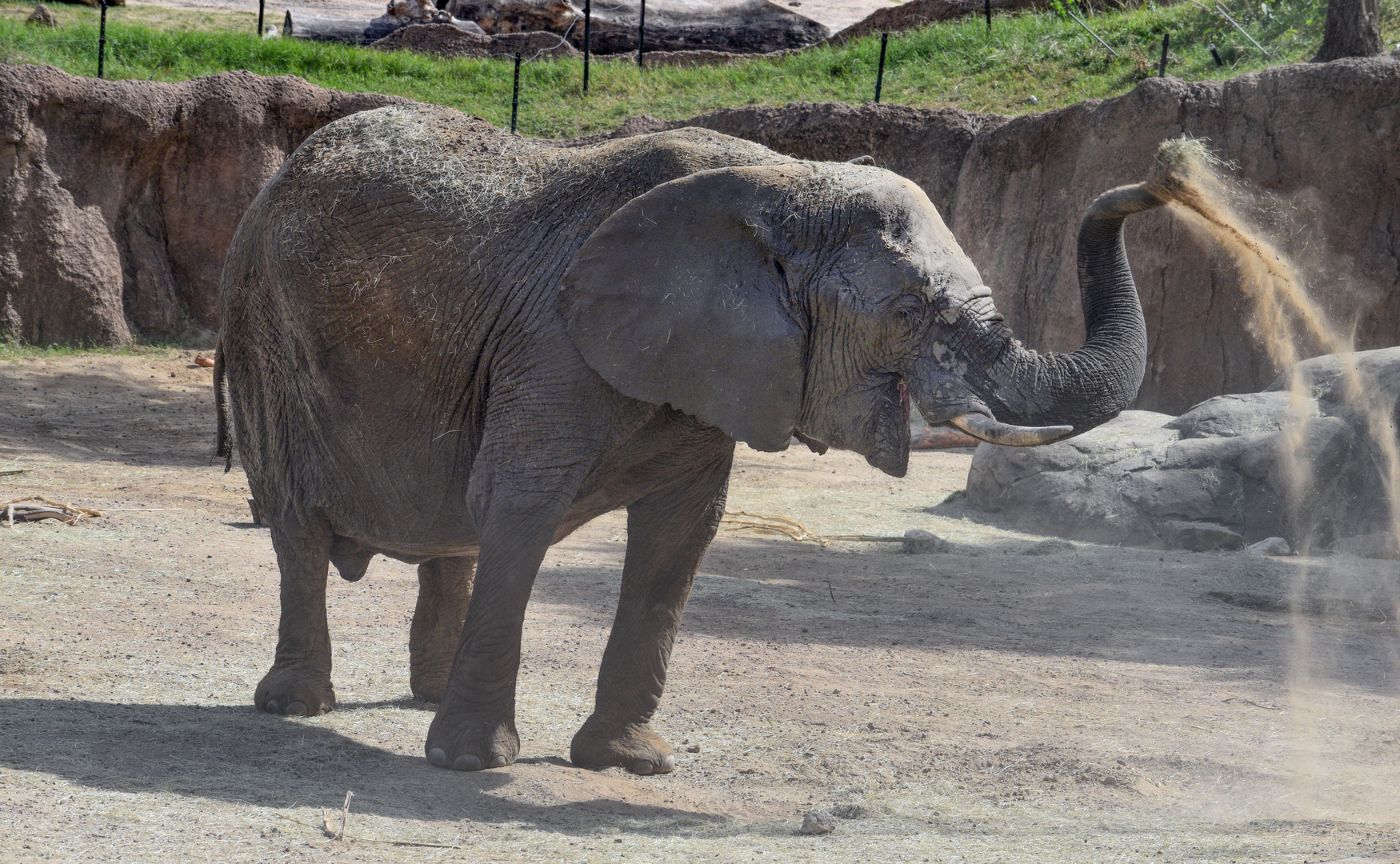 Oct. 2023 - Giants of the Savanna - Bush Elephant