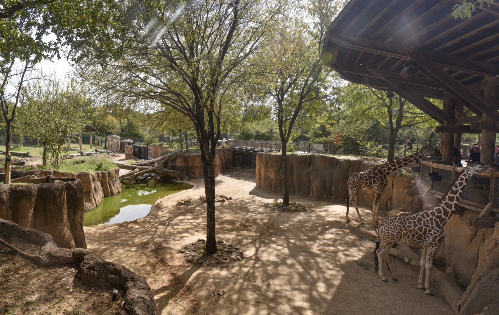 Oct. 2023 - Giants of the Savanna - Giraffe Exhibit