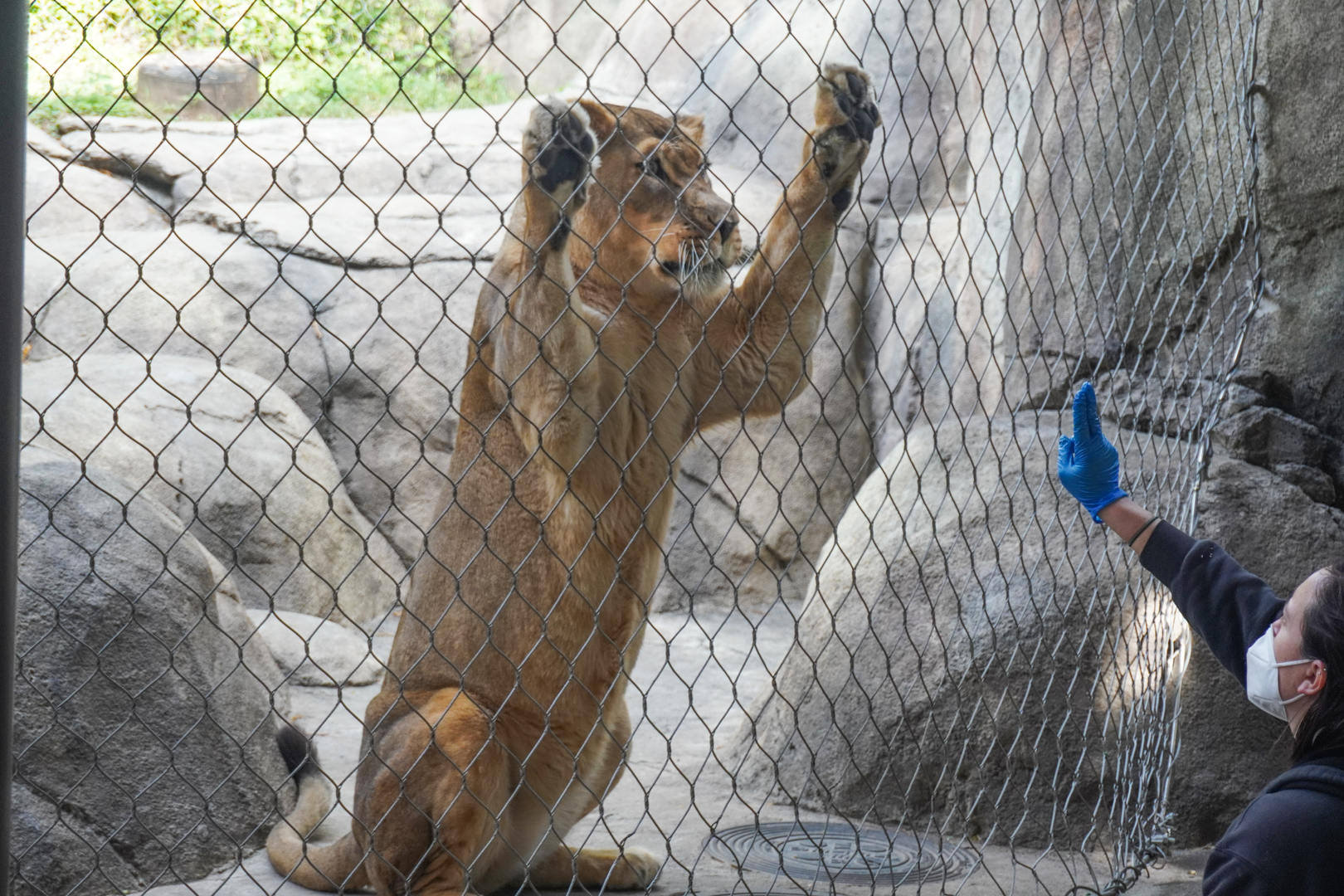 Oct. 2023 - Giants of the Savanna - Lion Demonstration