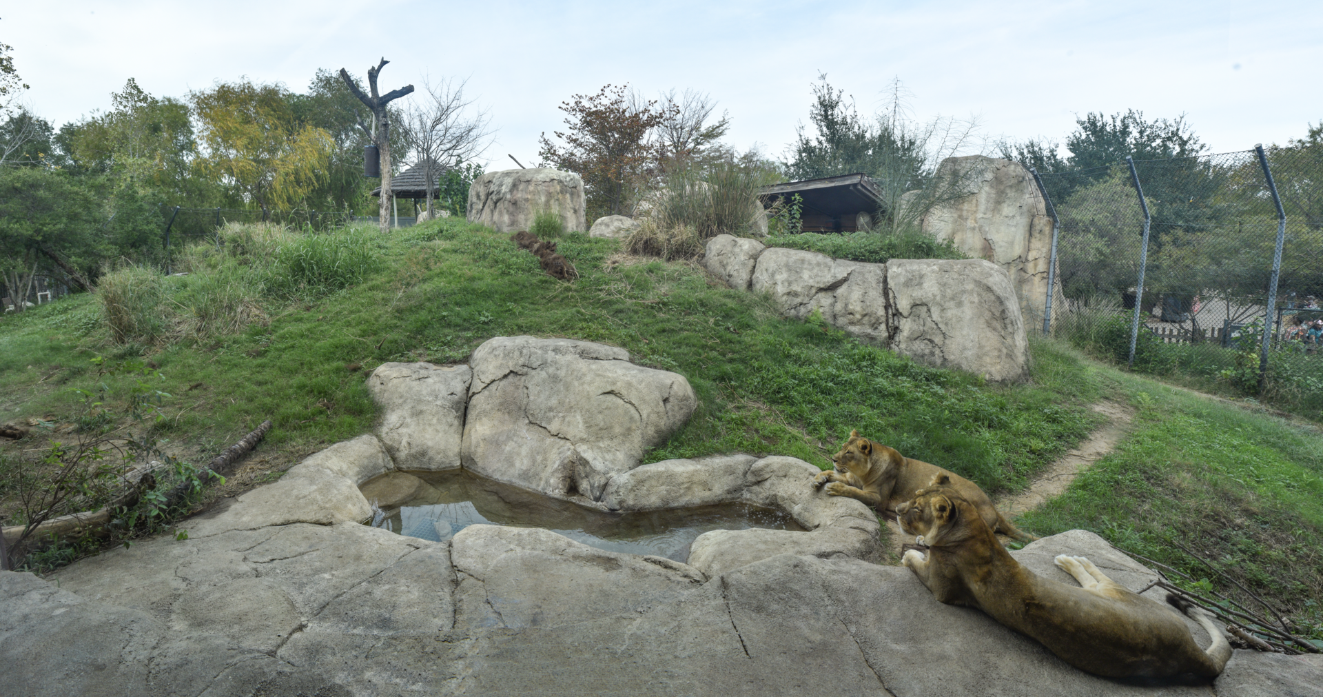 Oct. 2023 - Giants of the Savanna - Lion Exhibit (From Restaurant)