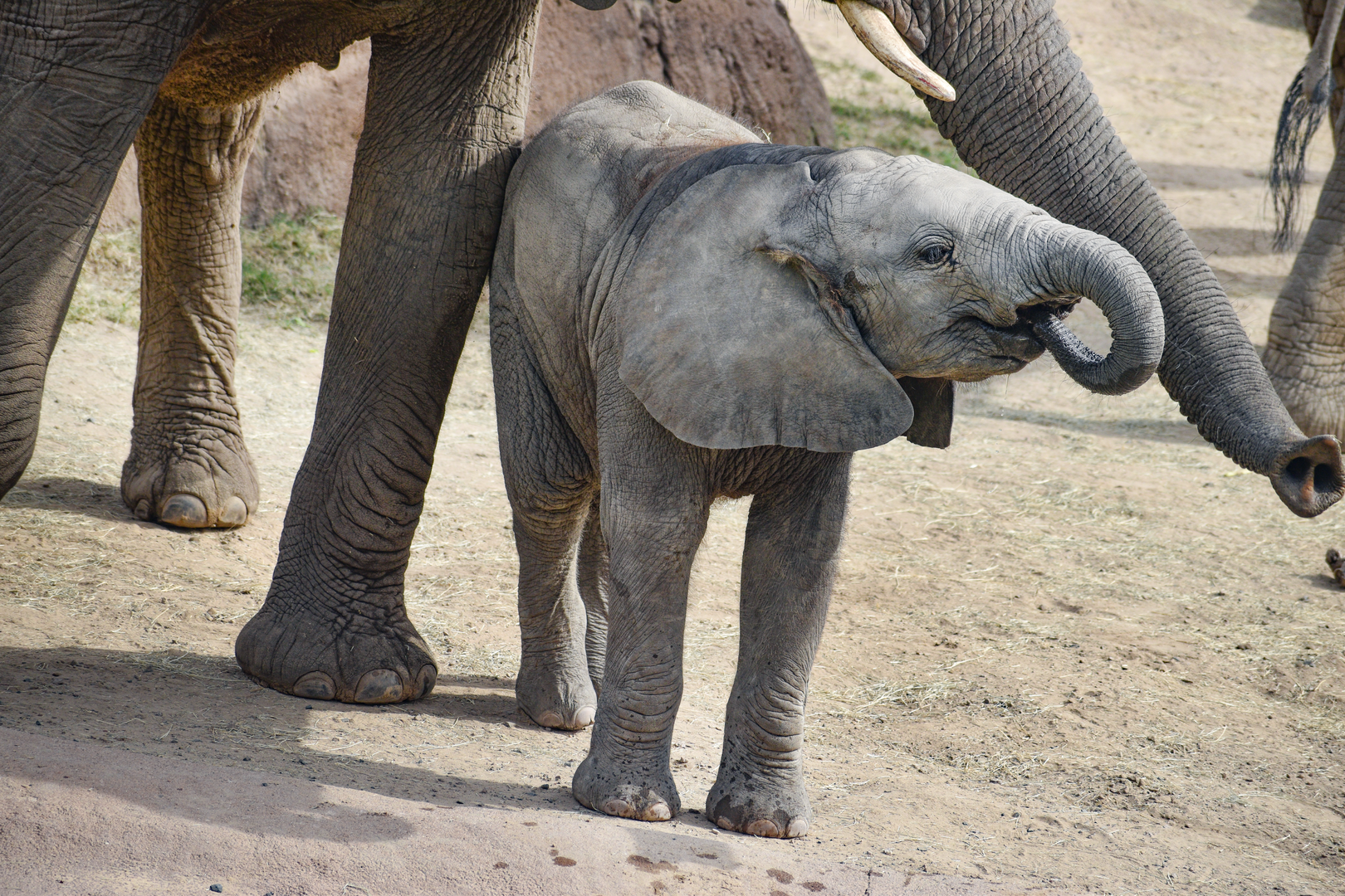 Oct. 2023 - Giants of the Savanna - Okubili