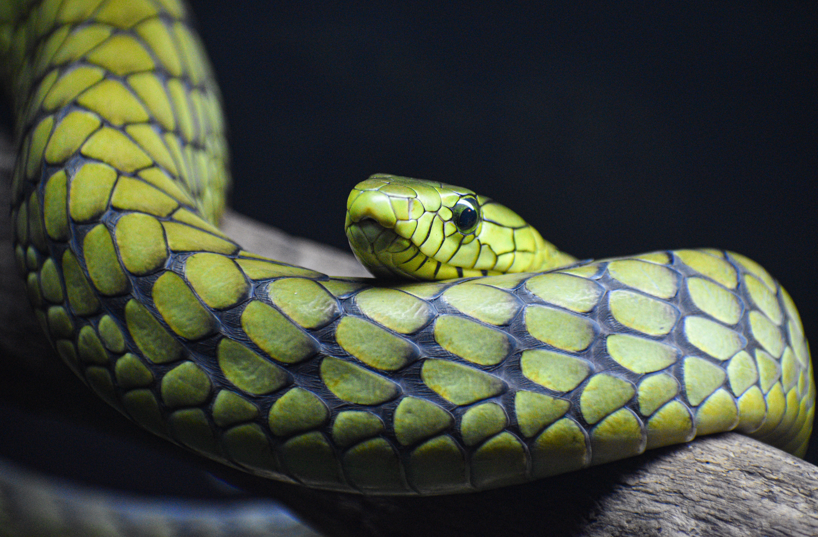 Oct. 2023 - Herpetarium - Western Green Mamba