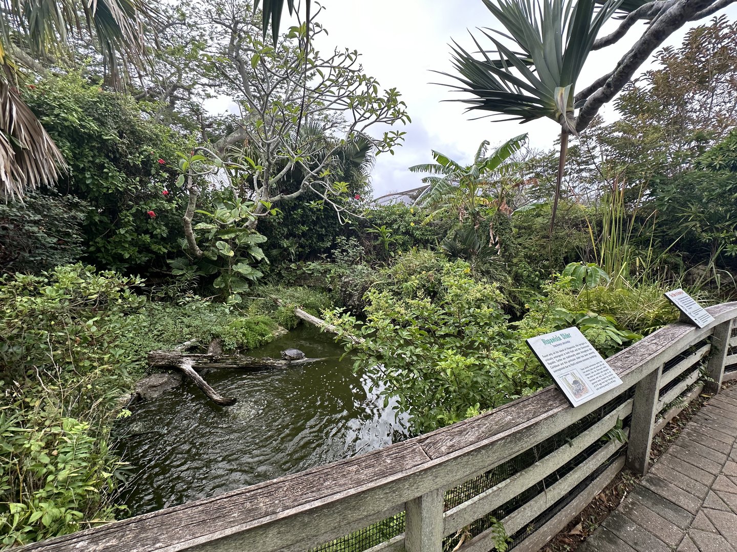 Oct. 2023 - Hispaniola Slider Pond