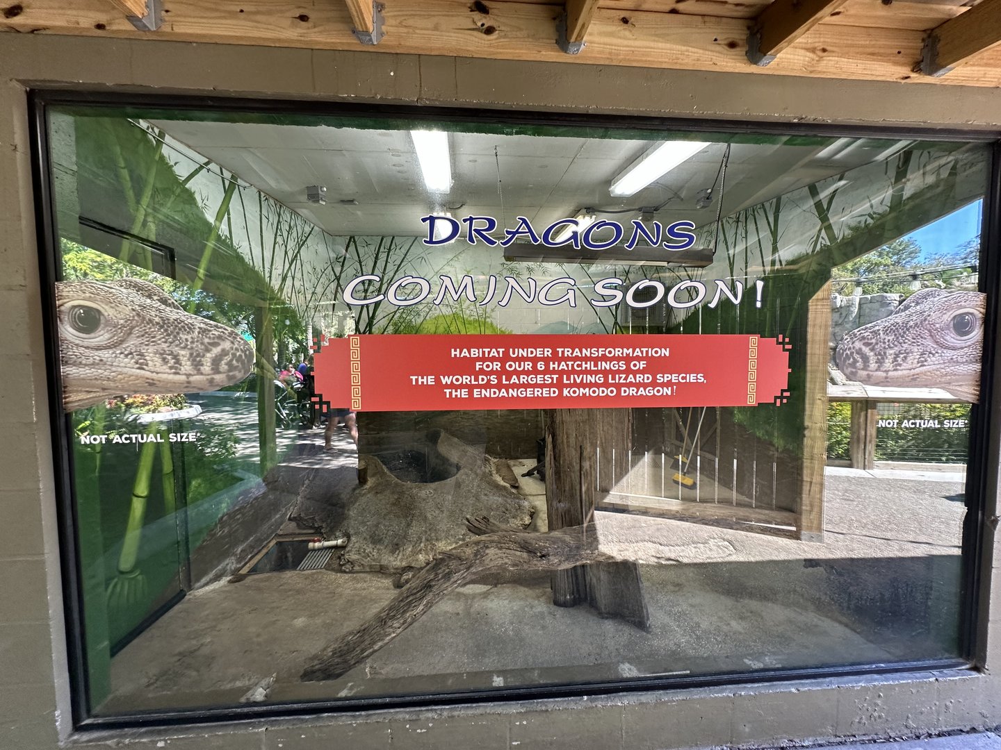 Oct. 2023 - Indoor Komodo Dragon Enclosure