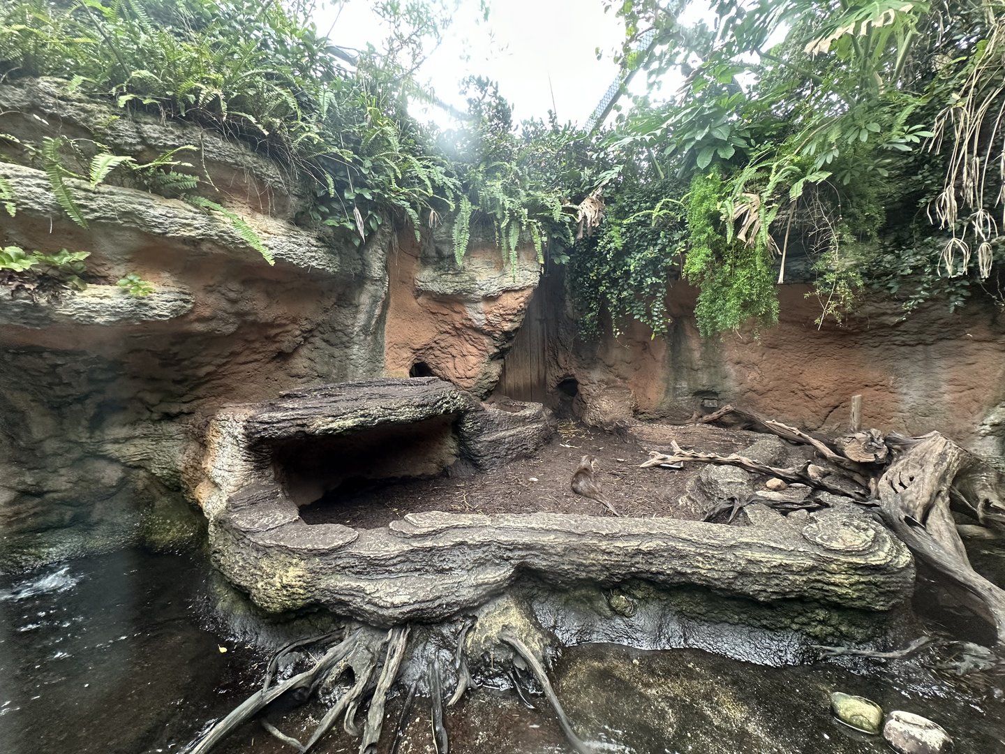 Oct. 2023 - Islands of Australasia - Small-Clawed Otter Enclosure