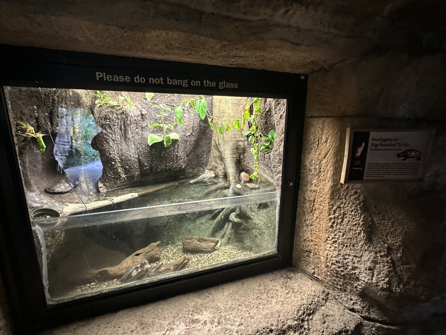 Oct. 2023 - Madagascar - Big-Headed Turtle Terrarium