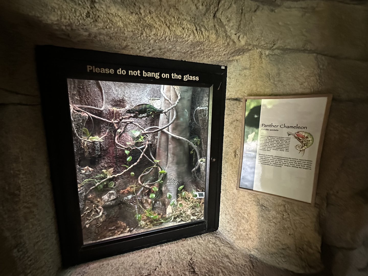 Oct. 2023 - Madagascar - Chameleon Terrarium