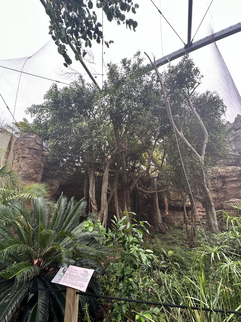 Oct. 2023 - Madagascar - Fossa Enclosure
