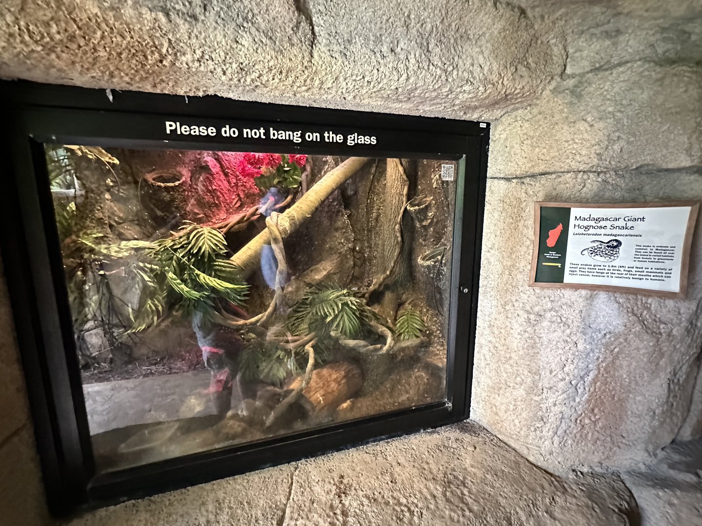 Oct. 2023 - Madagascar - Hognose Snake Terrarium