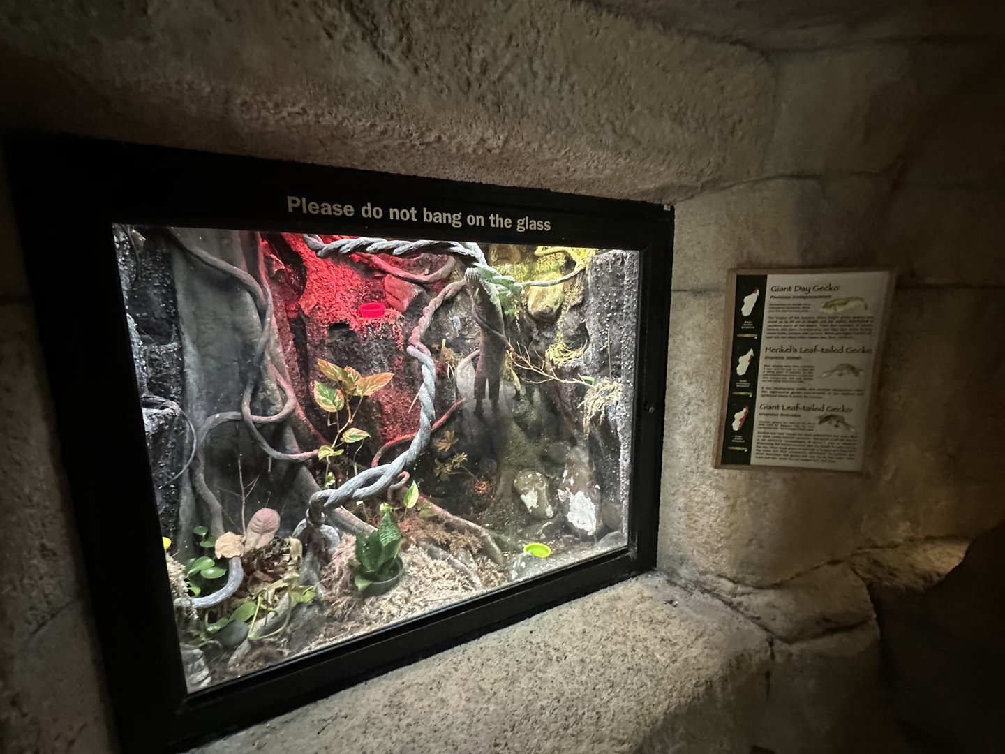 Oct. 2023 - Madagascar - Mixed Gecko Terrarium