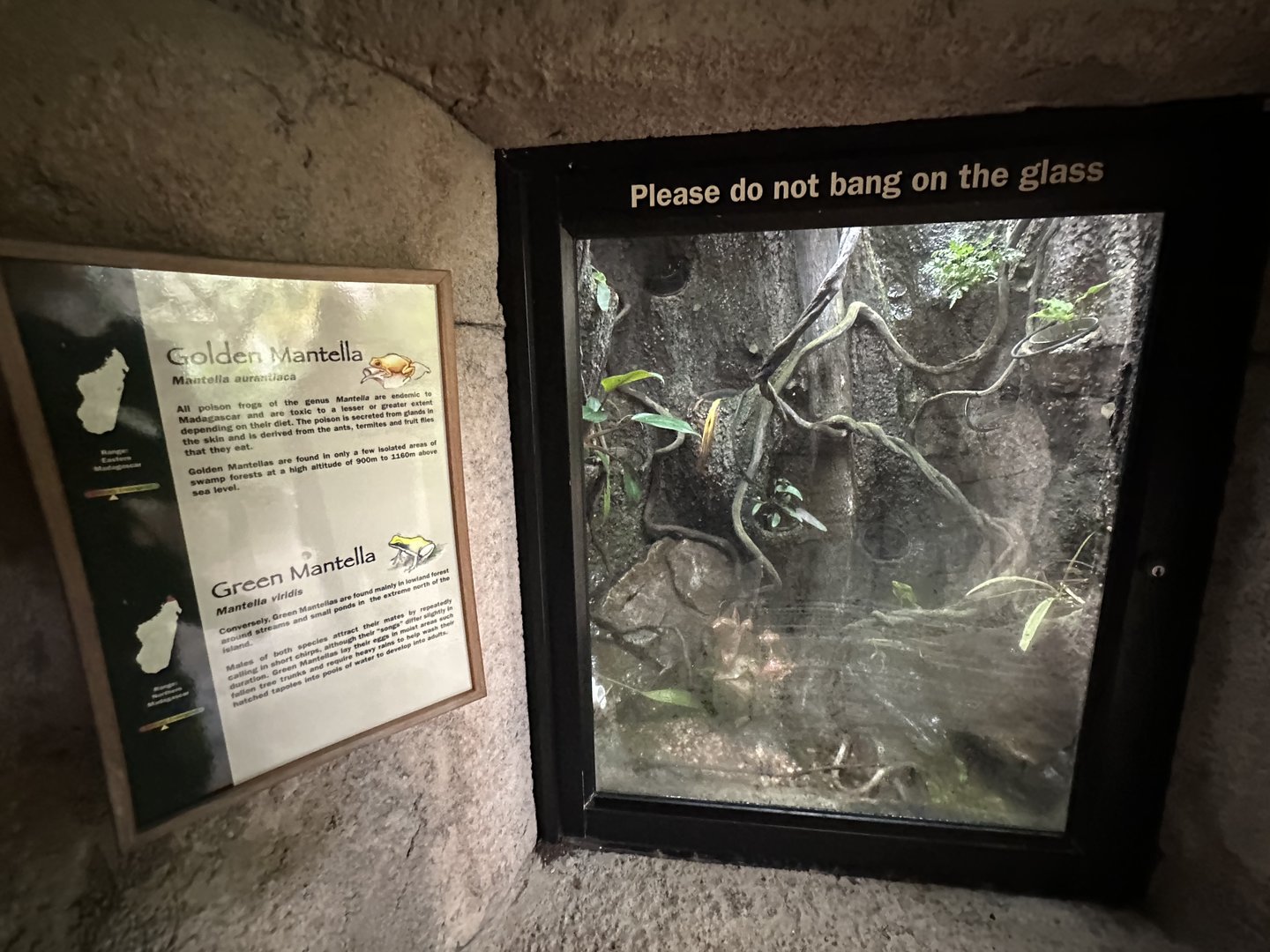 Oct. 2023 - Madagascar - Mixed Mantella Terrarium