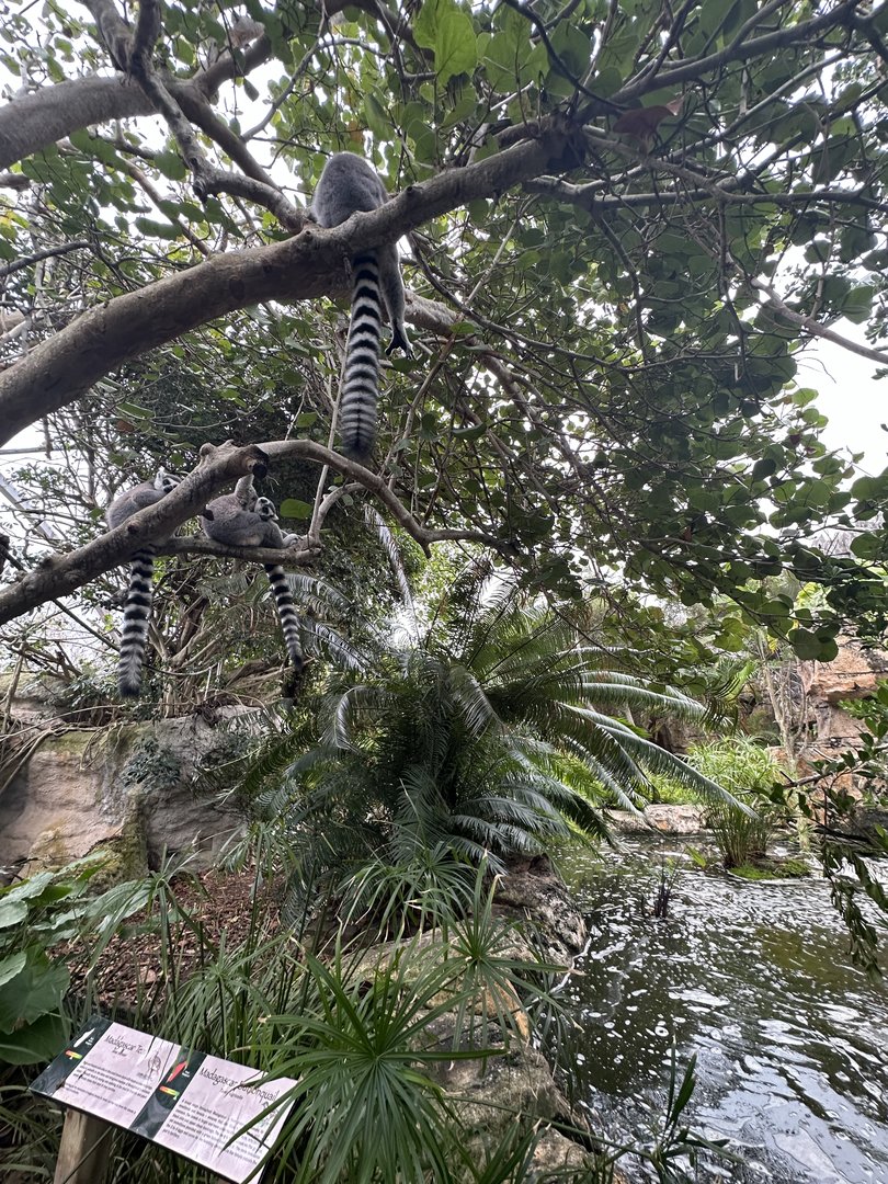 Oct. 2023 - Madagascar - Ring-Tailed Lemurs (Lemur catta)