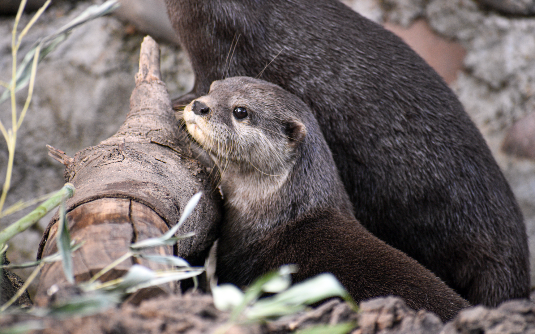 Oct. 2023 - Otter Outpost - Asian Small-clawed Otter