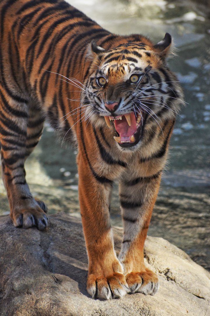 Oct. 2023 - Predators of Africa & Asia - Sumatran Tiger