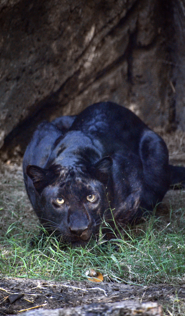 Oct. 2023 - Predators of Asia and Africa - Black Leopard