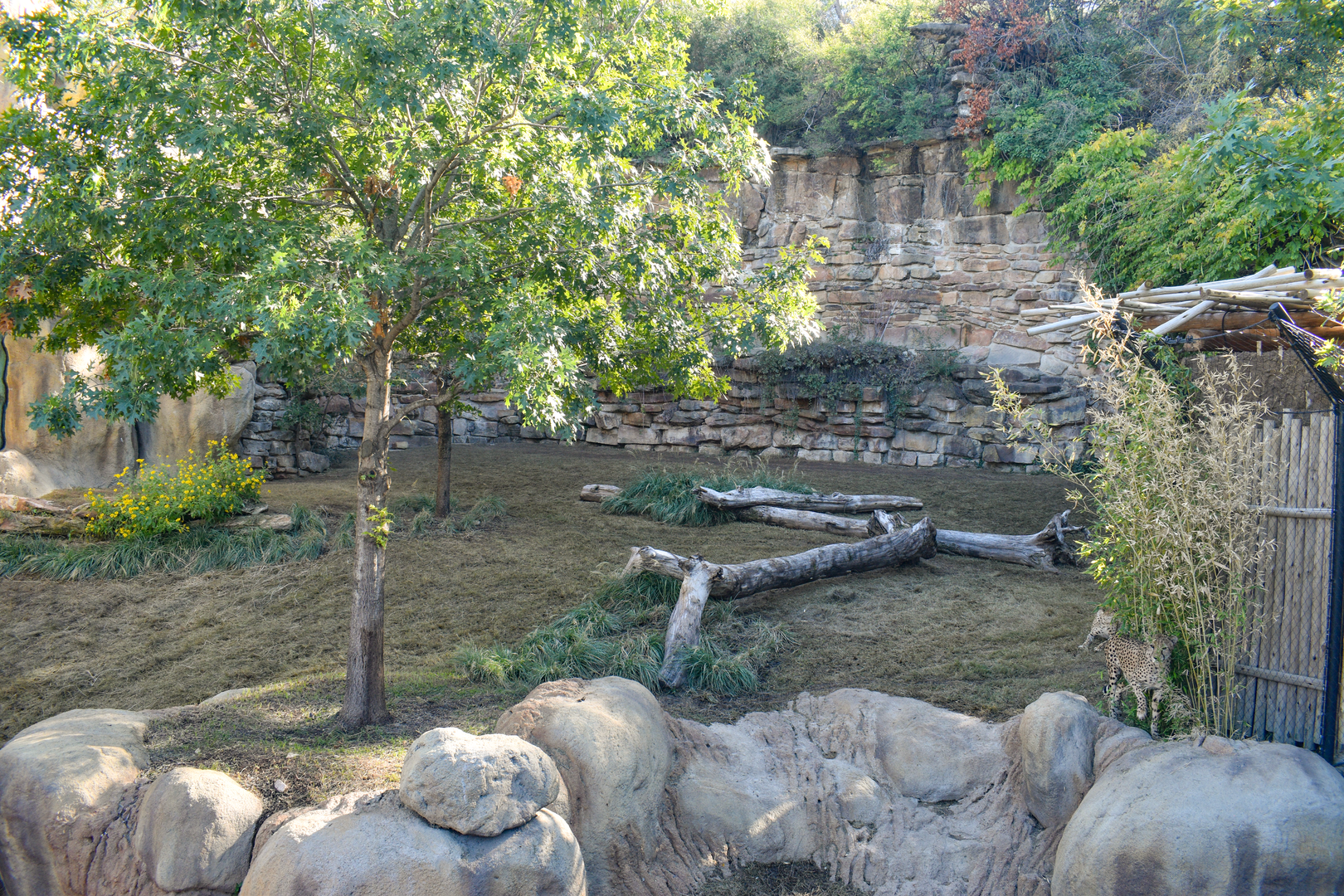 Oct. 2023 - Predators of Asia and Africa - Cheetah Exhibit