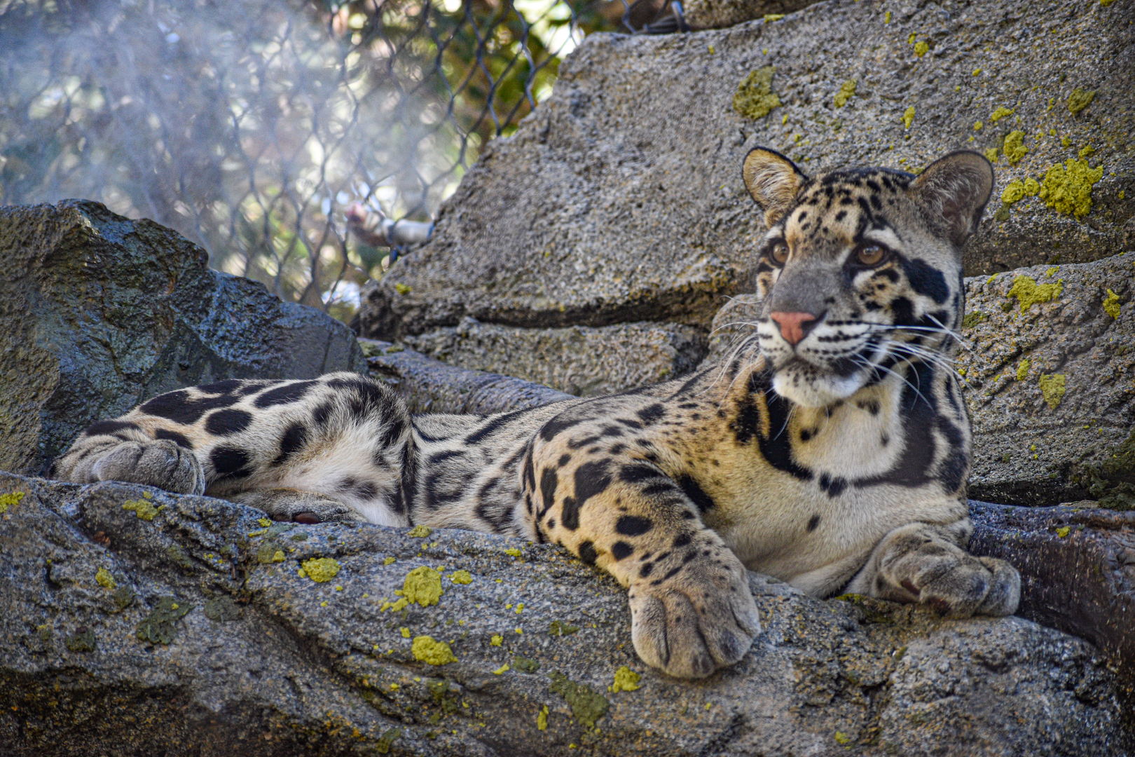 Oct. 2023 - Predators of Asia and Africa - Clouded Leopard