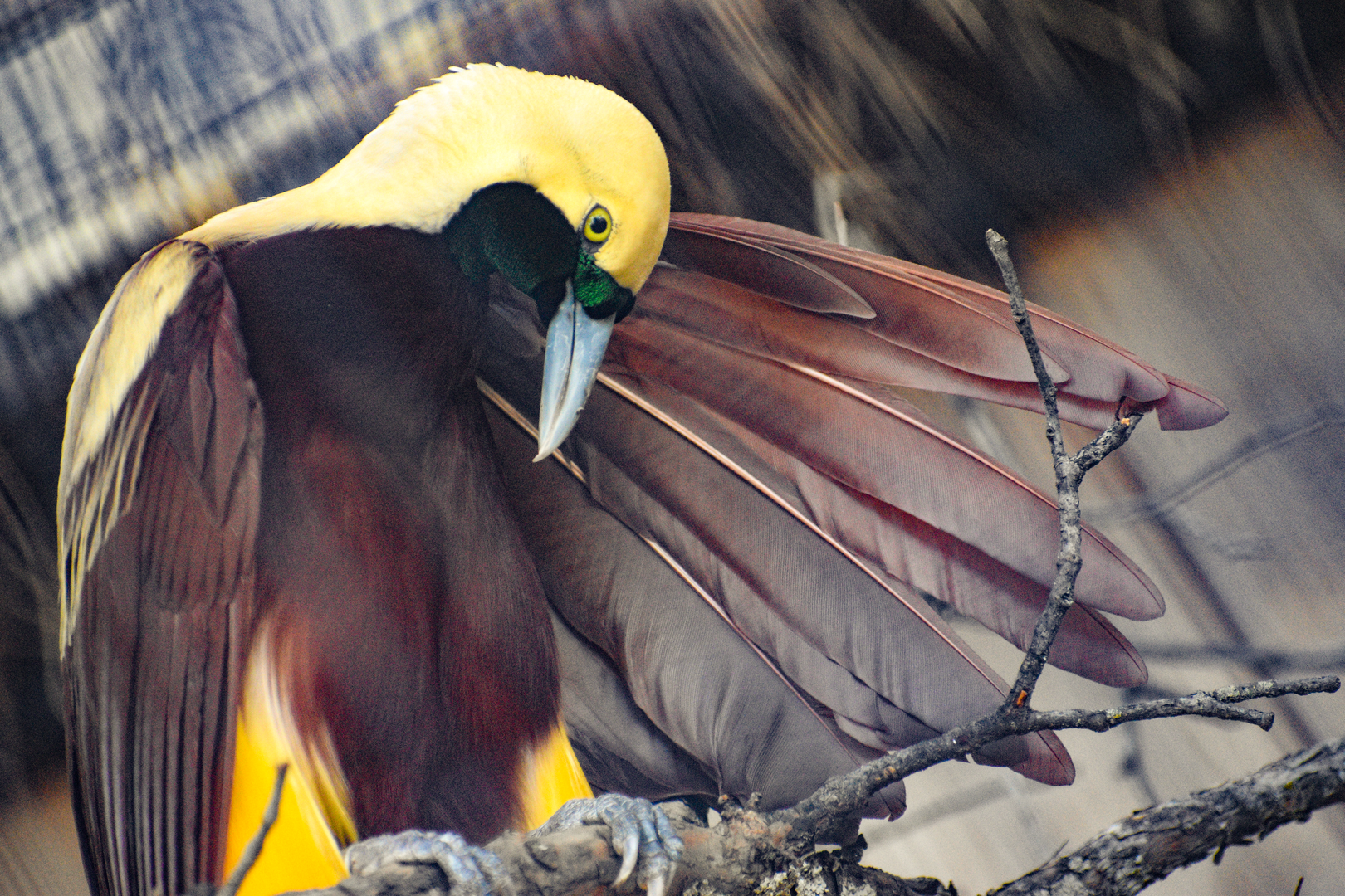 Oct. 2023 - Predators of Asia and Africa - Lesser Bird-of-Paradise