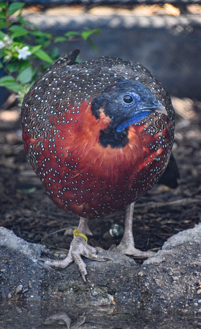 Oct. 2023 - Predators of Asia and Africa - Satyr Tragopan
