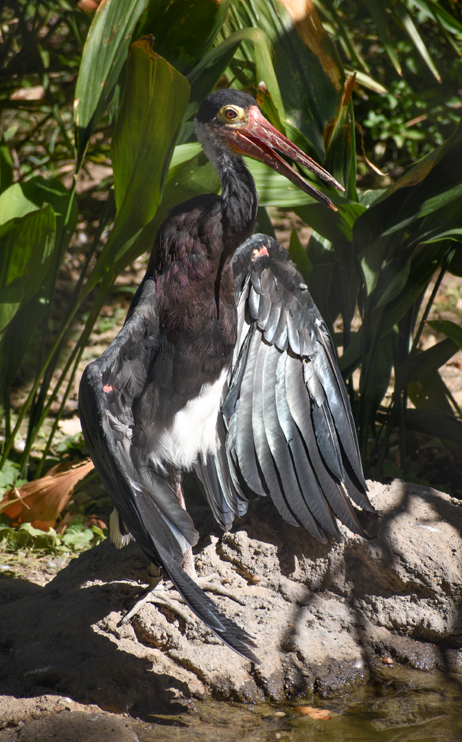 Oct. 2023 - Predators of Asia and Africa - Storm's Stork
