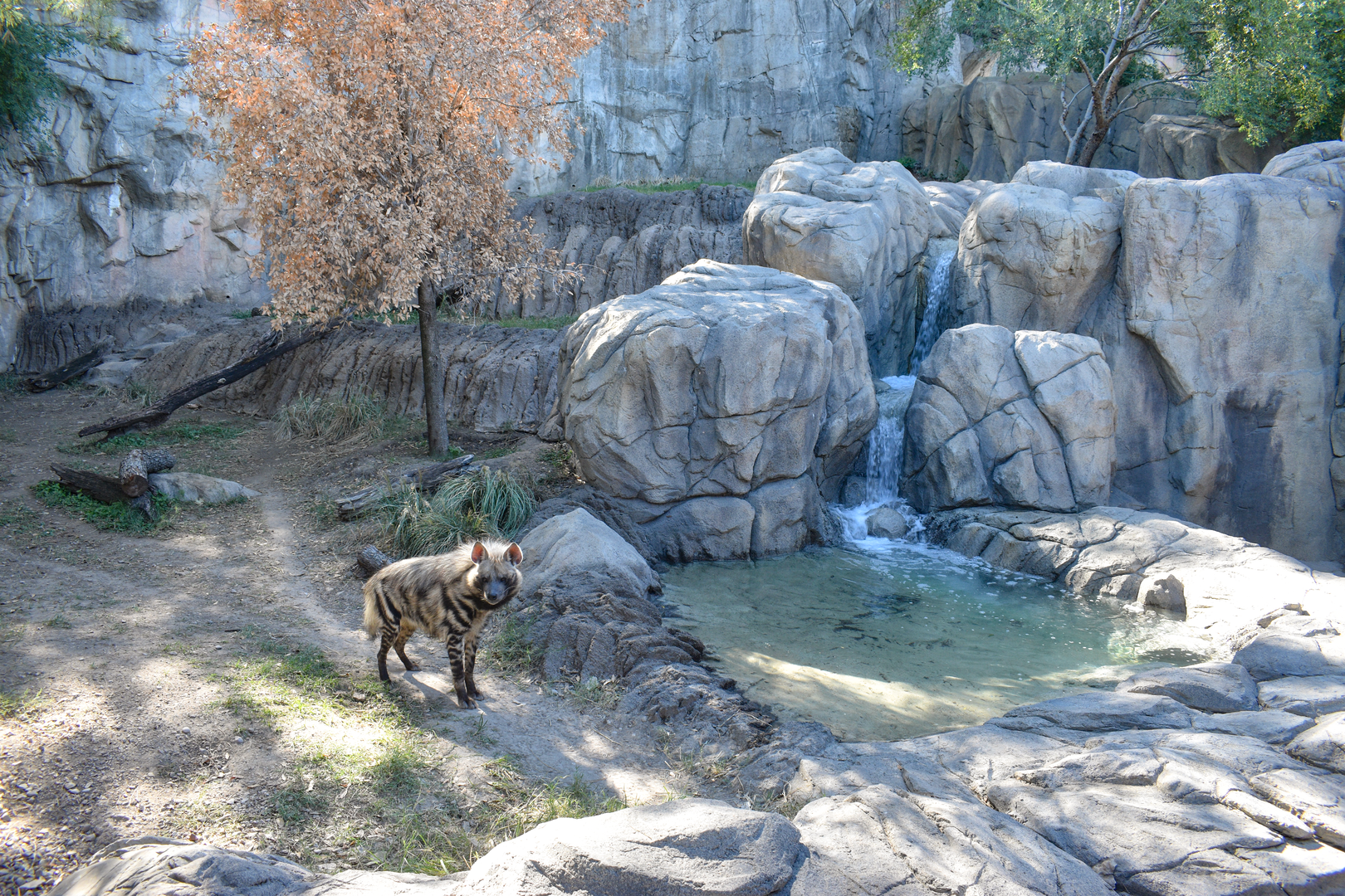 Oct. 2023 - Predators of Asia and Africa - Striped Hyena Exhibit