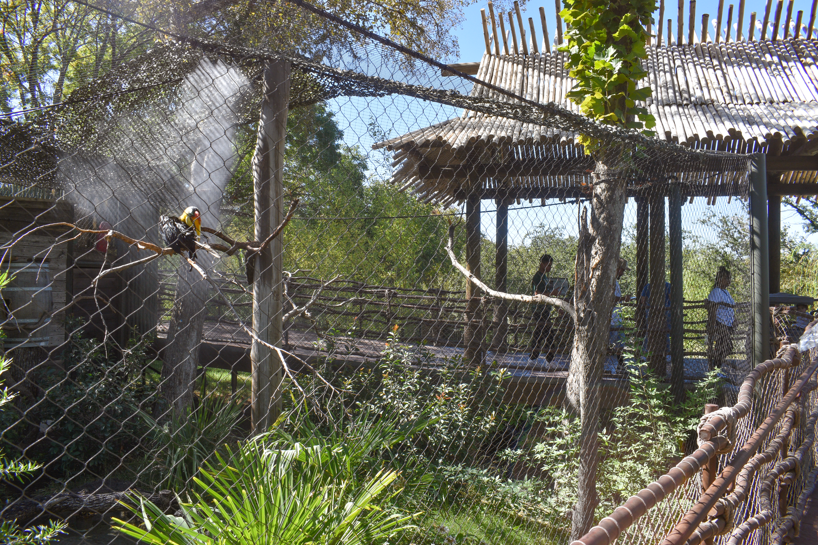 Oct. 2023 - Predators of Asia and Africa - Wrinkled Hornbill Exhibit