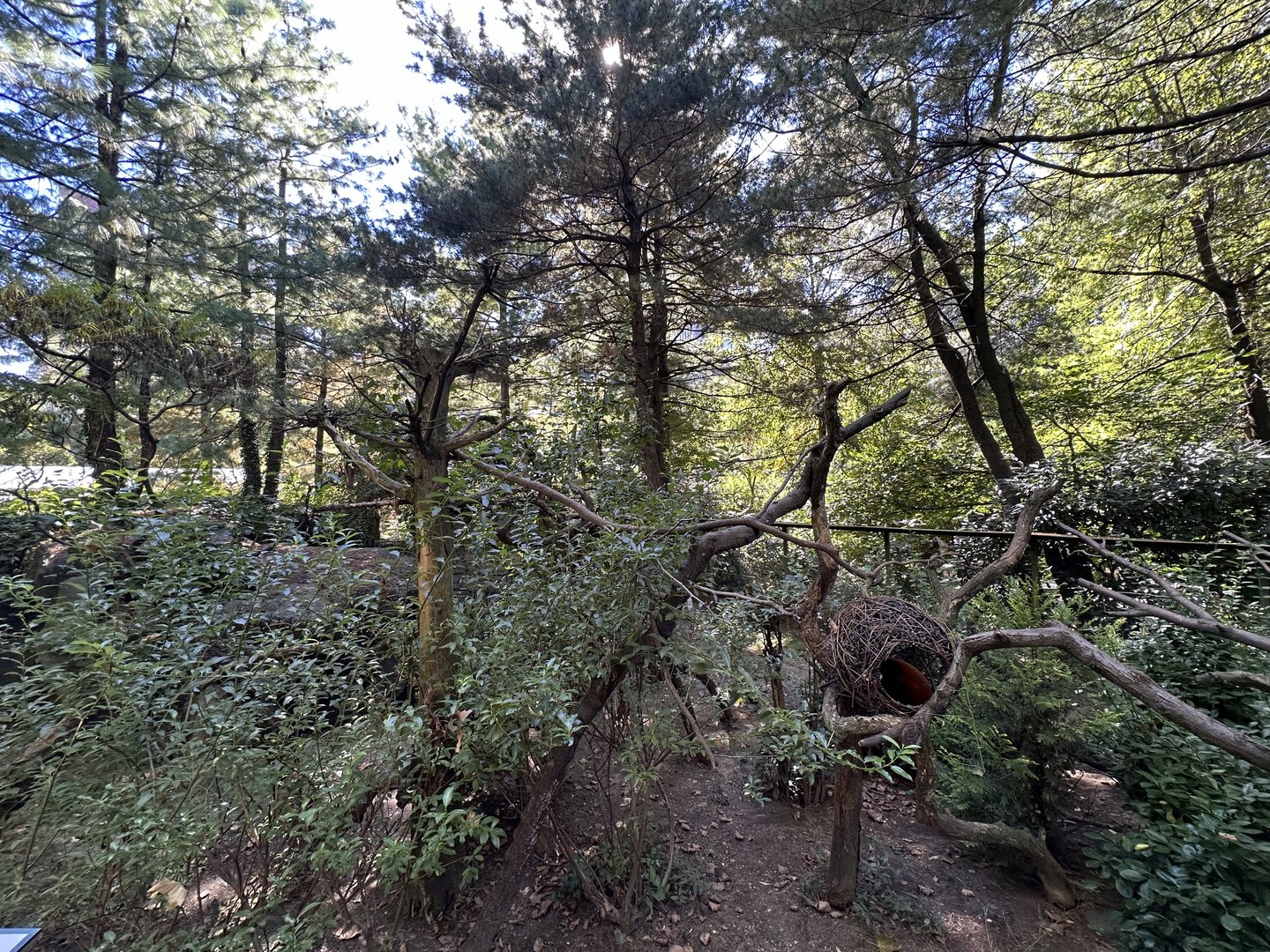 Oct. 2023 - Red Panda Enclosure
