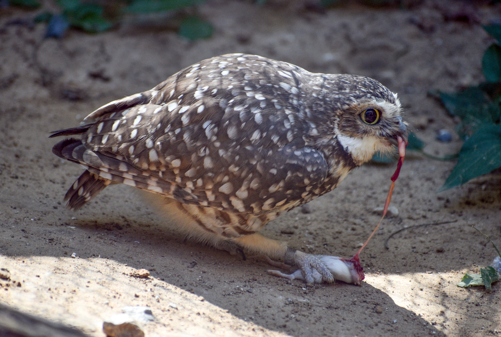 Oct. 2023 - Texas Wild! - Burrowing Owl
