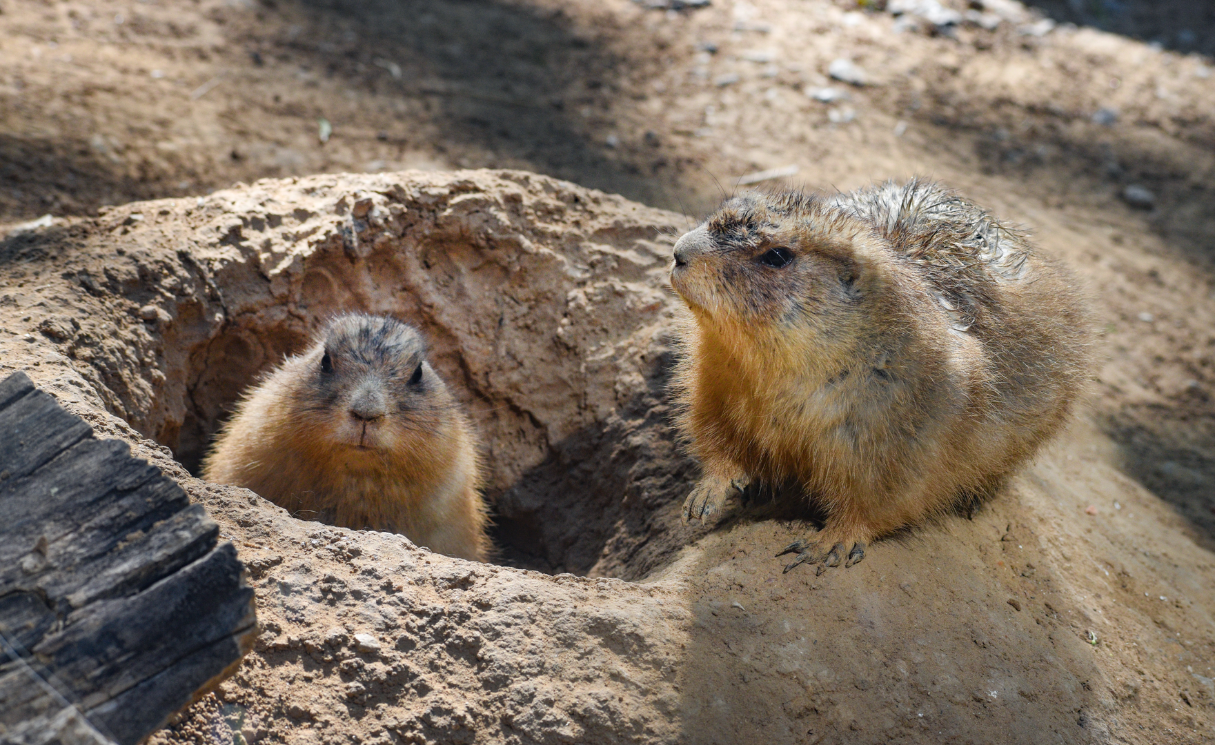 Oct. 2023 - Texas Wild! - Prairie Dogs