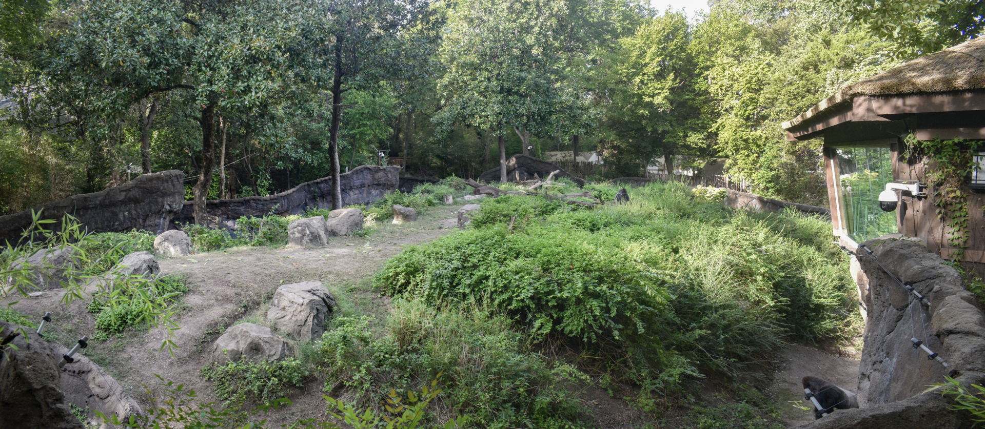 Oct. 2023 - Wilds of Africa - Gorilla Bachelor Exhibit (Pano)